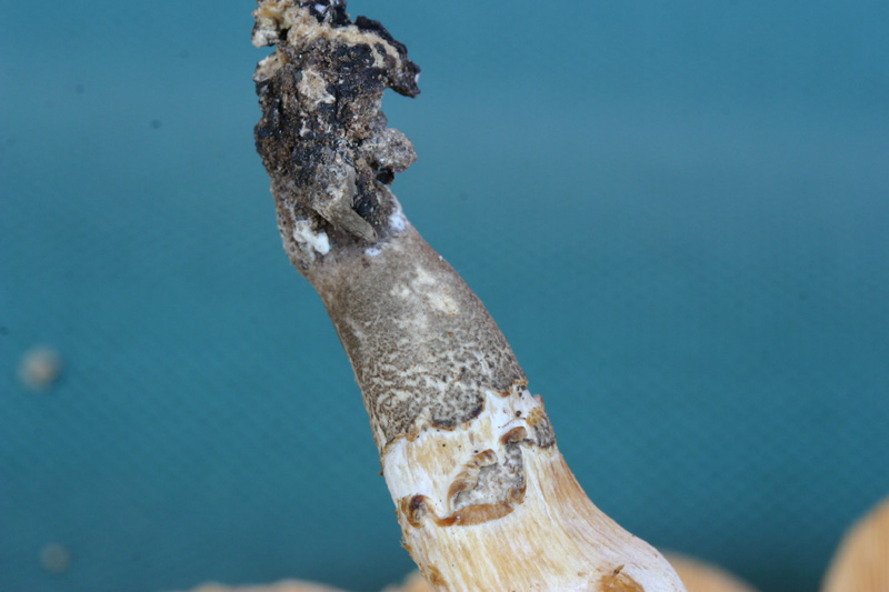 Quiz facilissimo (Lentinus tigrinus)